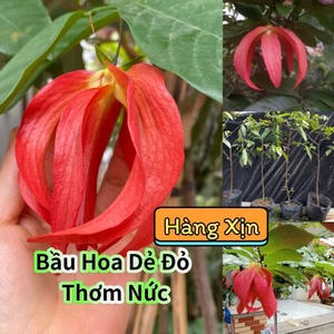 Bầu Giống Hoa Dẻ Đỏ Thơm Nức Chuẩn Giống Lâu Năm