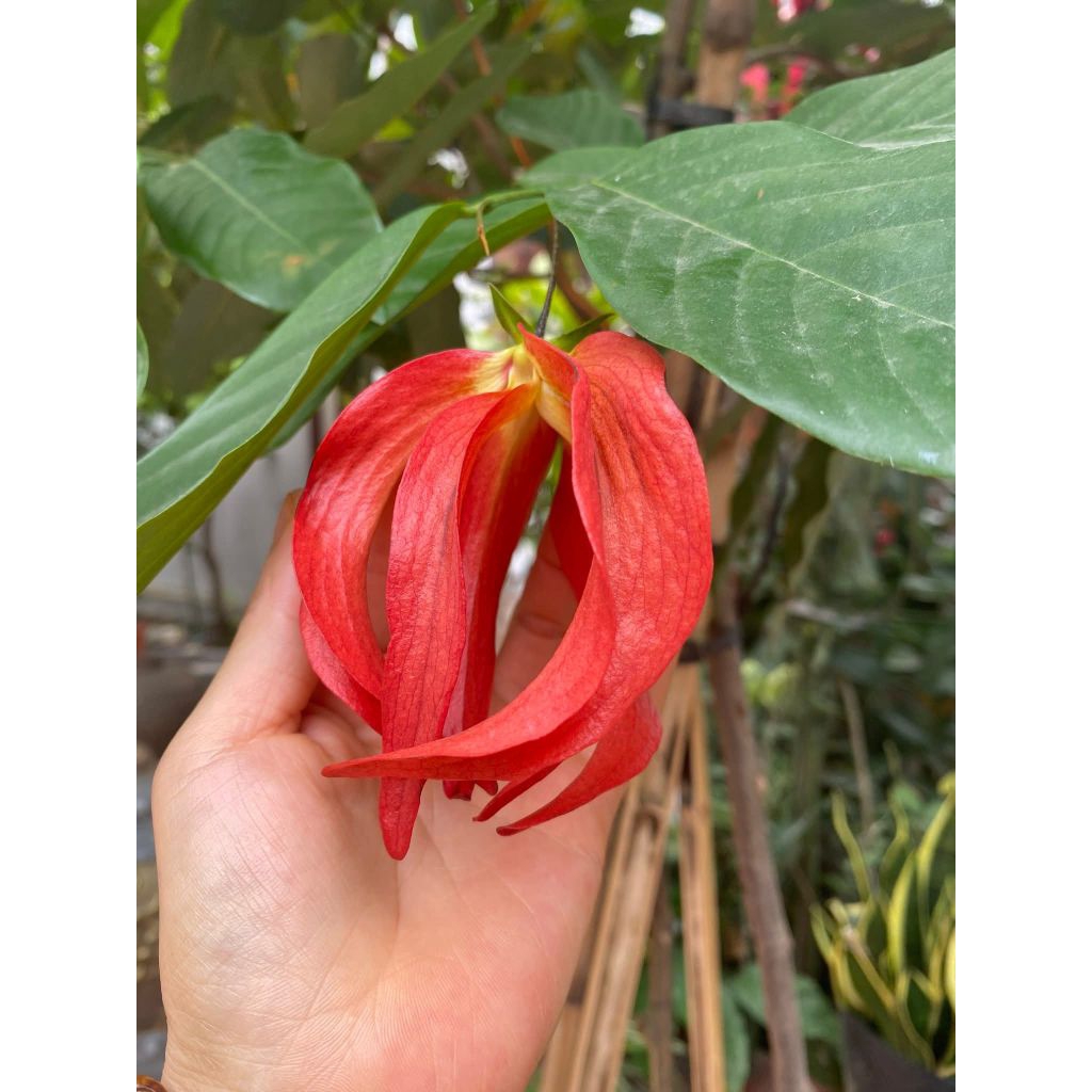 Bầu Giống Hoa Dẻ Đỏ Thơm Nức Chuẩn Giống Lâu Năm