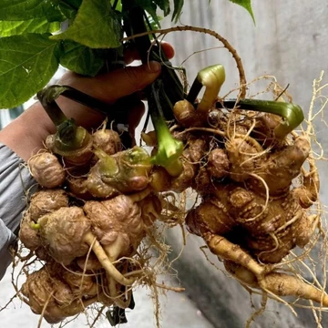1kg Sâm Lai Châu (Sâm Ngọc Linh).Vùi rừng lâu năm già tím, đậm vị dược chất cao