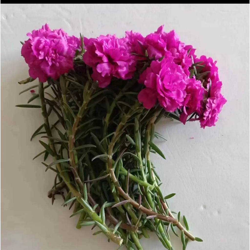 1 kg hoa 10h trung một màu bông to hoa nở cả ngày