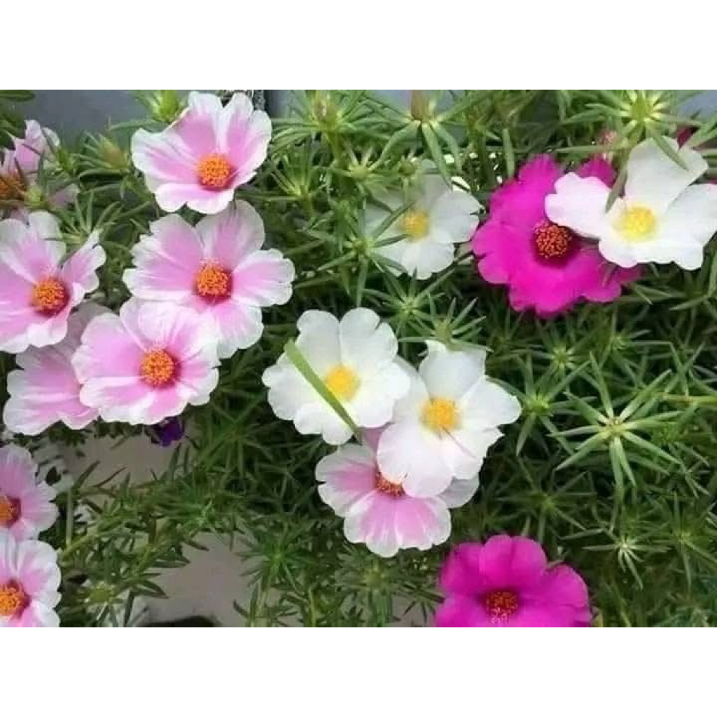 1kg hoa 10 mỹ đơn hàng ngắt tay