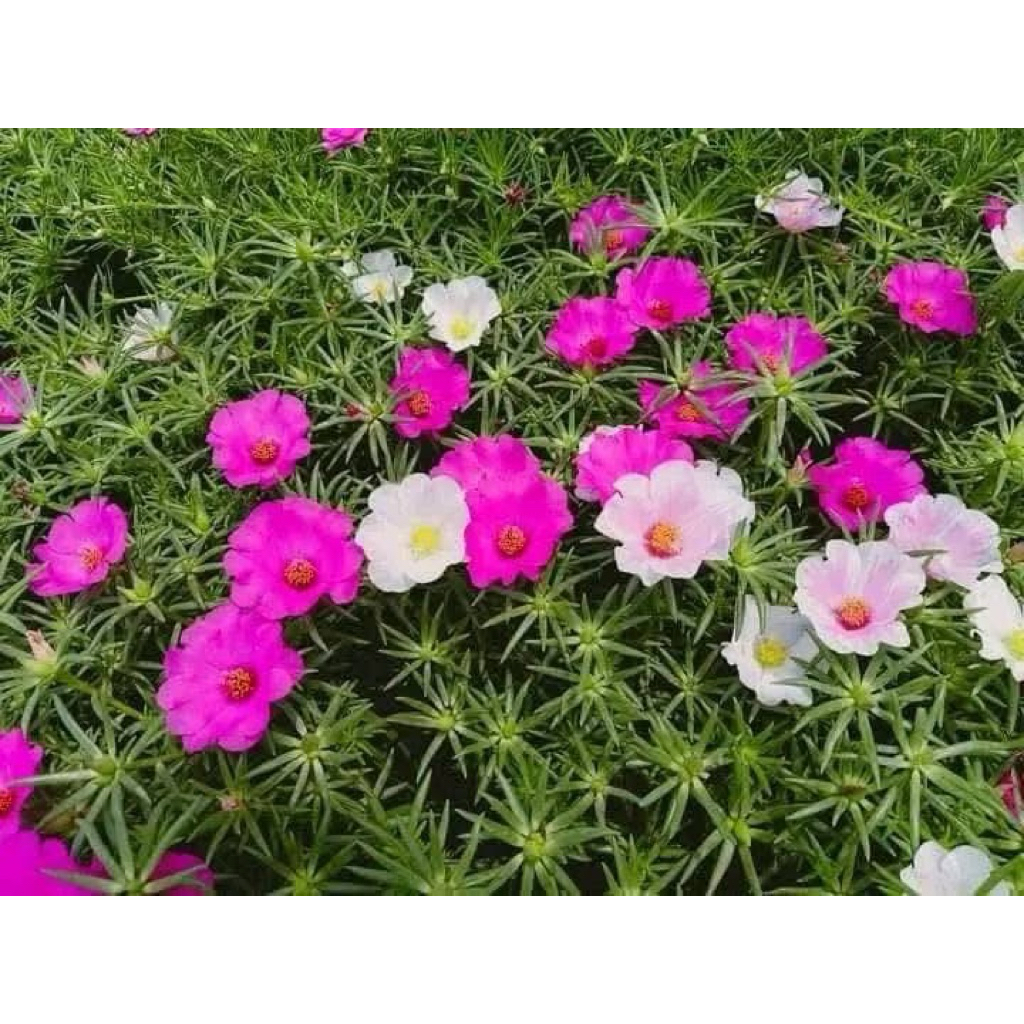 1kg hoa 10 mỹ đơn hàng ngắt tay