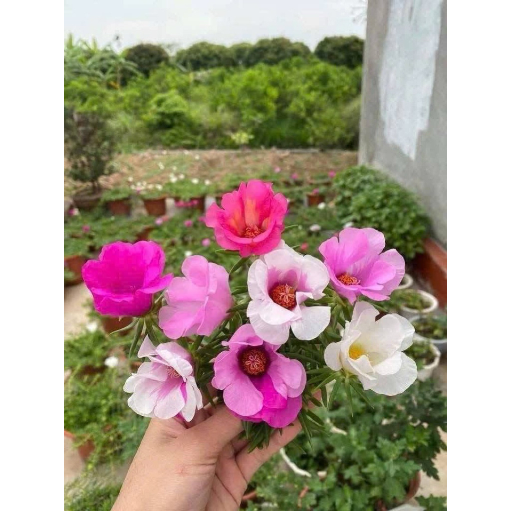 1kg hoa 10 mỹ đơn hàng ngắt tay