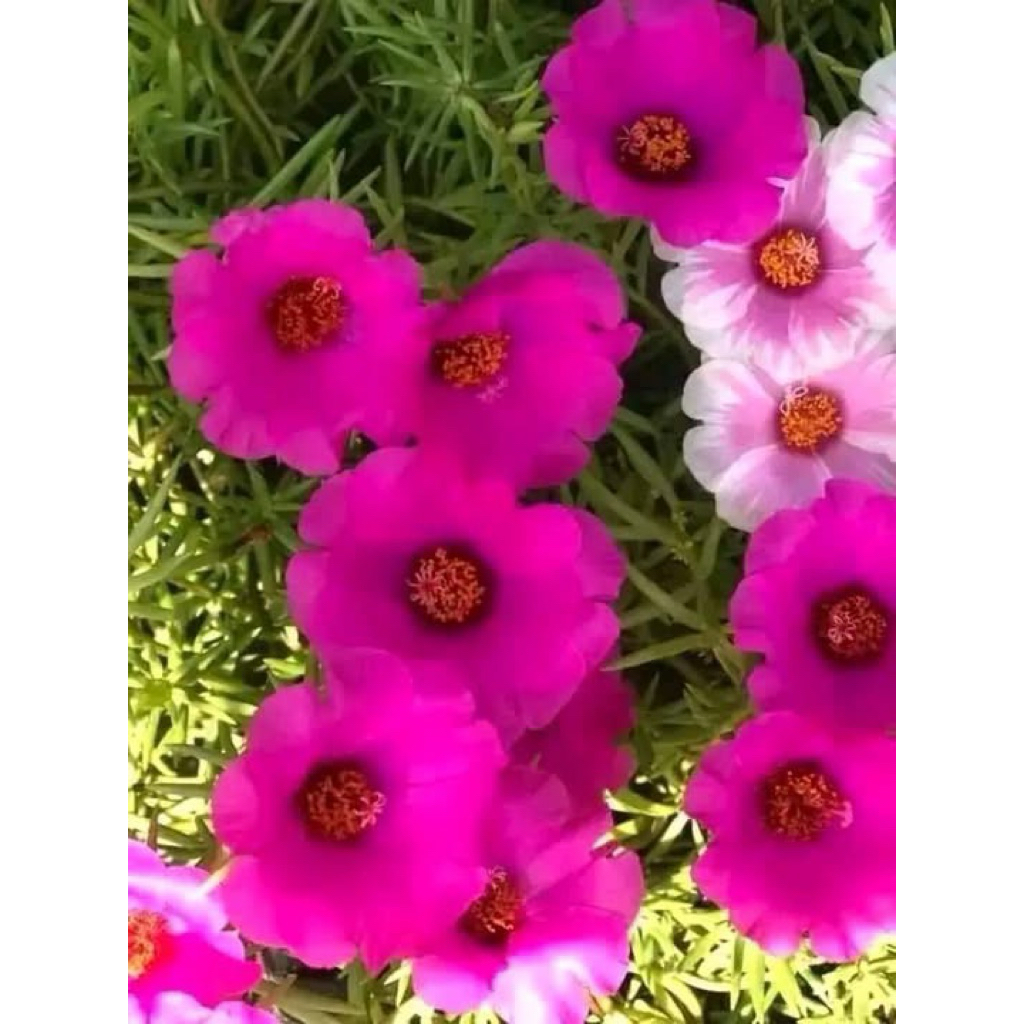 1kg hoa 10 mỹ đơn hàng ngắt tay