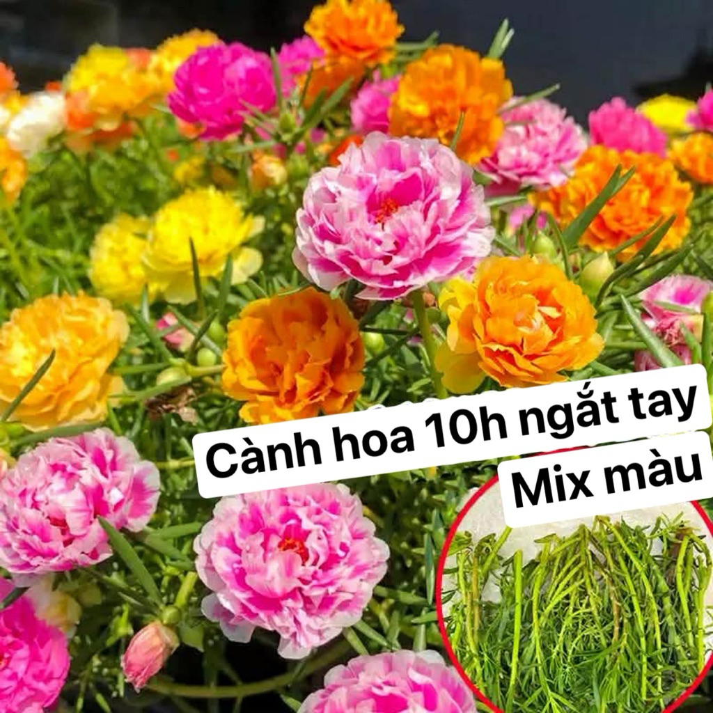1 kg cành hoa 10h thái mix màu hàng gắt tay