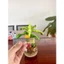 Tiểu cảnh cây chuối + cây dừa kẽm nhung mini