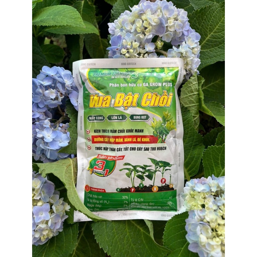 Vua Bật chồi