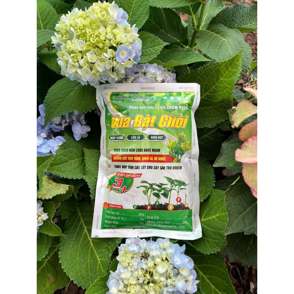 Vua Bật chồi