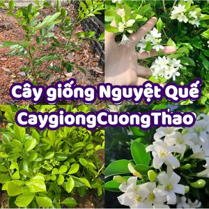 Cây giống Nguyệt Quế thơm (mua 10 tặng 1)