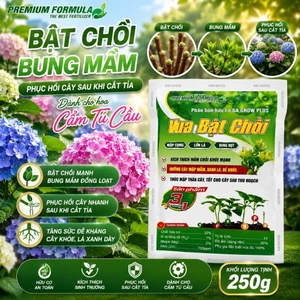 Vua Bật chồi