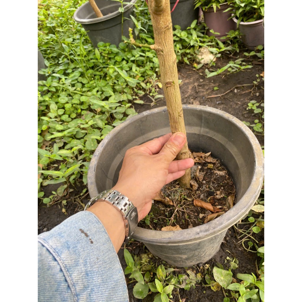 Cây Chanh Vàng 1 Cốt Đủ Size 40cm - 120cm Gía Mềm | Decor Ban Công, Sân Thượng Phong Cách Địa Trung Hải