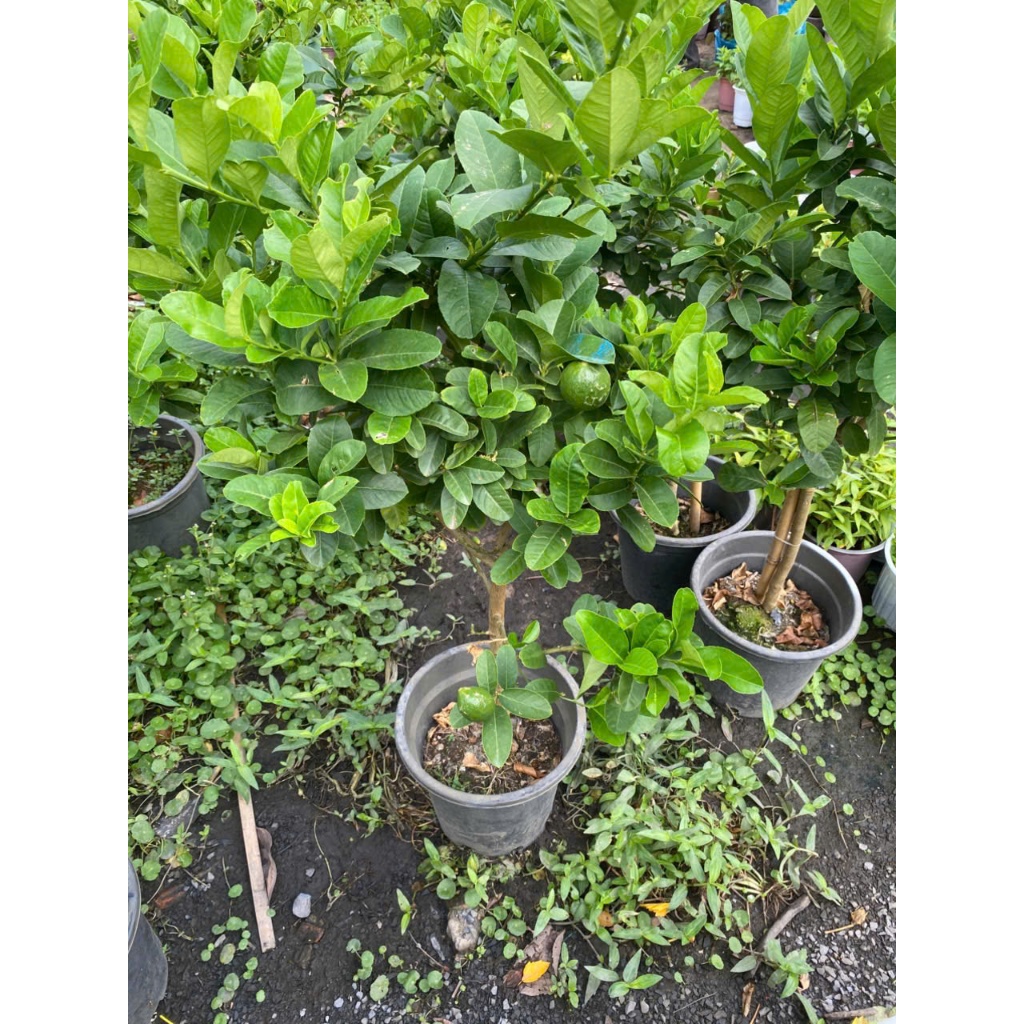 Cây Chanh Vàng 1 Cốt Đủ Size 40cm - 120cm Gía Mềm | Decor Ban Công, Sân Thượng Phong Cách Địa Trung Hải