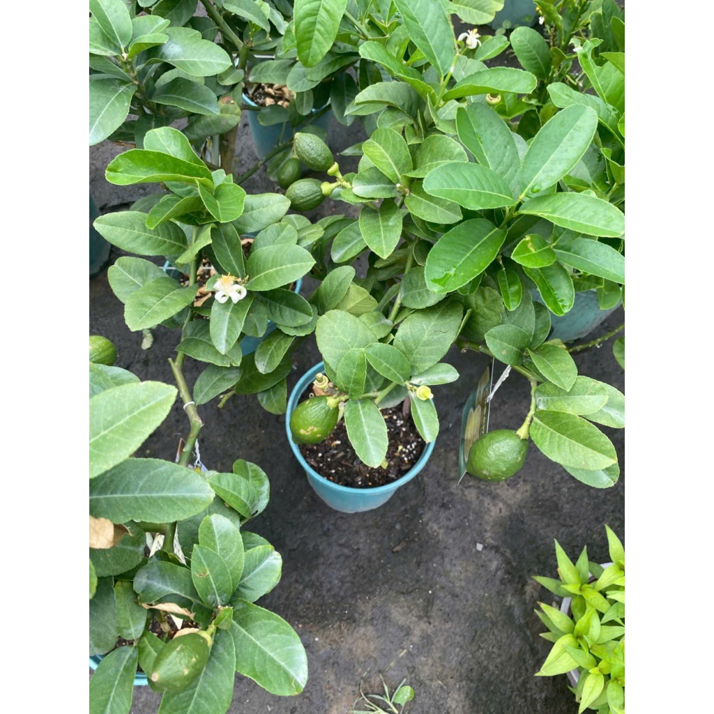 Cây Chanh Vàng 1 Cốt Đủ Size 40cm - 120cm Gía Mềm | Decor Ban Công, Sân Thượng Phong Cách Địa Trung Hải