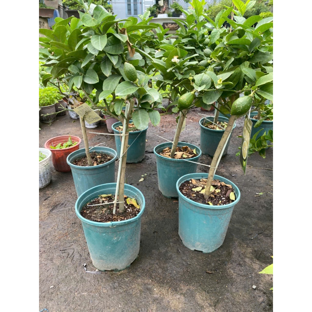 Cây Chanh Vàng 1 Cốt Đủ Size 40cm - 120cm Gía Mềm | Decor Ban Công, Sân Thượng Phong Cách Địa Trung Hải