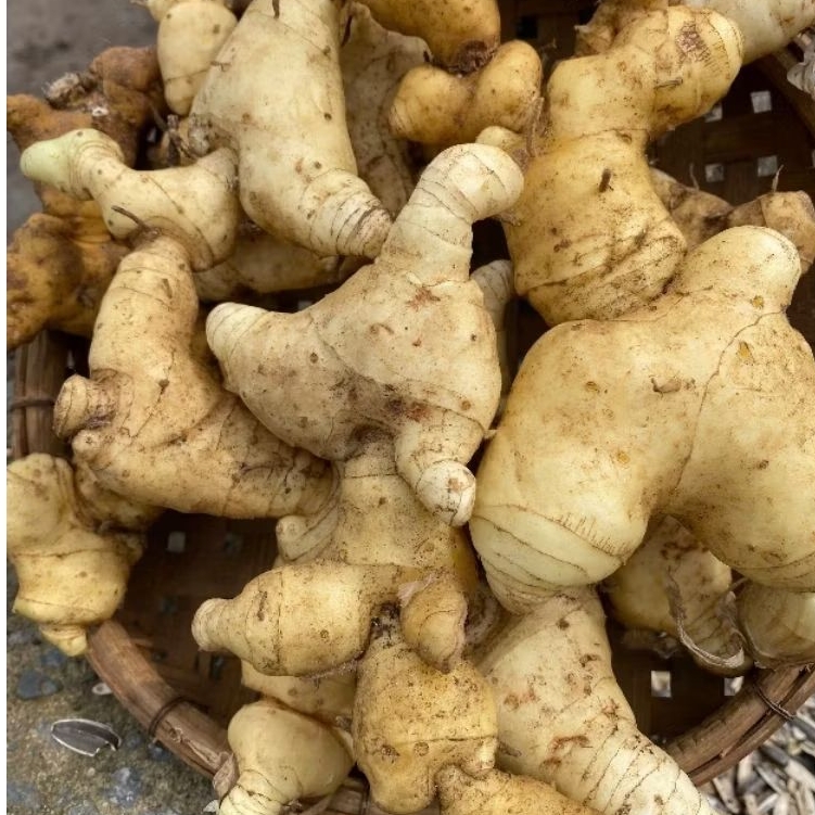 Củ Hoàng Tinh Tươi Nguyên Củ 1kg Chuẩn Rừng