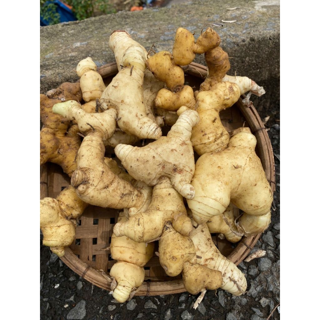 Củ Hoàng Tinh Tươi Nguyên Củ 1kg Chuẩn Rừng