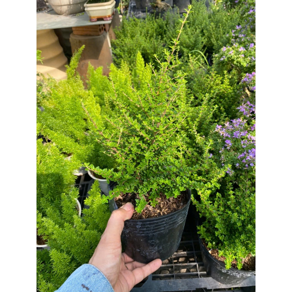 Cây Hàm Hương Để Bàn 30-40cm Tỏa Hương Thơm Vani | Cây Thanh Hương Tự Nhiên Đuổi Muỗi, Decor Ban Công Cửa Sổ Thư Giãn