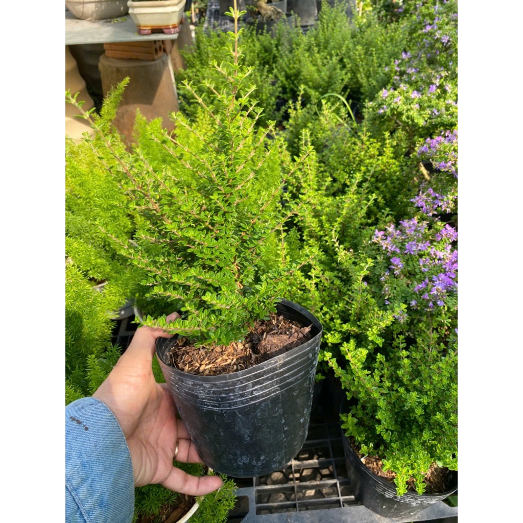 Cây Hàm Hương Để Bàn 30-40cm Tỏa Hương Thơm Vani | Cây Thanh Hương Tự Nhiên Đuổi Muỗi, Decor Ban Công Cửa Sổ Thư Giãn