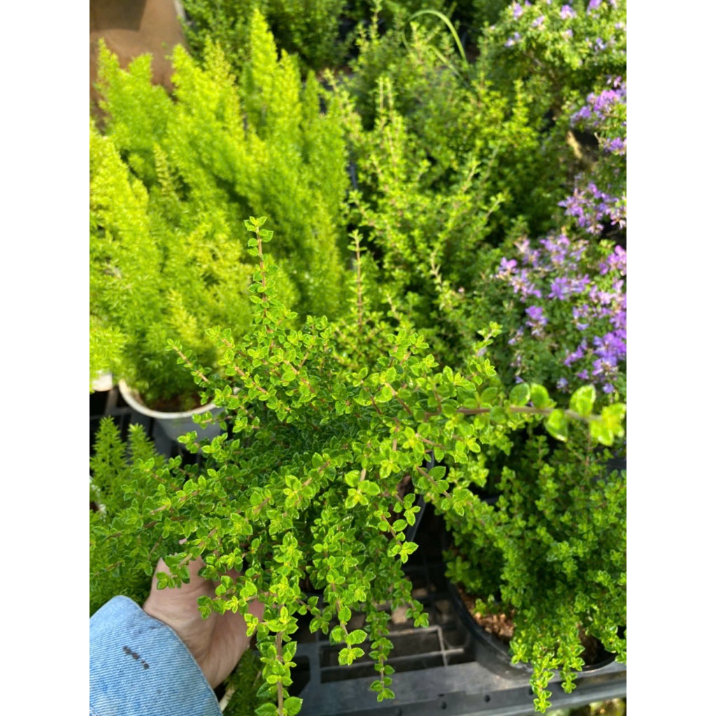 Cây Hàm Hương Để Bàn 30-40cm Tỏa Hương Thơm Vani | Cây Thanh Hương Tự Nhiên Đuổi Muỗi, Decor Ban Công Cửa Sổ Thư Giãn
