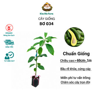 Cây Giống Bơ 034 | Kim Bio Farm | Cao 60cm-1m, Chuẩn Giống, Dễ Trồng, Nhanh Ra Trái