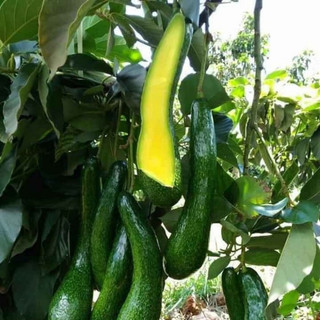 Cây Giống Bơ 034 | Kim Bio Farm | Cao 60cm-1m, Chuẩn Giống, Dễ Trồng, Nhanh Ra Trái