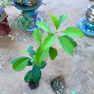 Cây Giống Bơ 034 | Kim Bio Farm | Cao 60cm-1m, Chuẩn Giống, Dễ Trồng, Nhanh Ra Trái