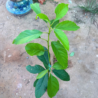 Cây Giống Bơ 034 | Kim Bio Farm | Cao 60cm-1m, Chuẩn Giống, Dễ Trồng, Nhanh Ra Trái