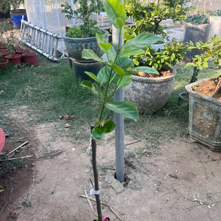 Cây Giống Mít Thái Siêu Sớm | Kim Bio Farm | Cao 60cm-1m, Chuẩn Giống, Dễ Trồng, Ra Trái