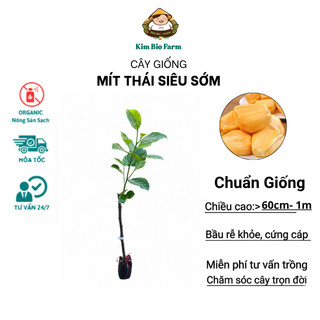 Cây Giống Mít Thái Siêu Sớm | Kim Bio Farm | Cao 60cm-1m, Chuẩn Giống, Dễ Trồng, Ra Trái