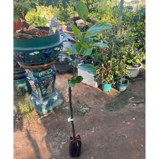 Cây Giống Mít Thái Siêu Sớm | Kim Bio Farm | Cao 60cm-1m, Chuẩn Giống, Dễ Trồng, Ra Trái