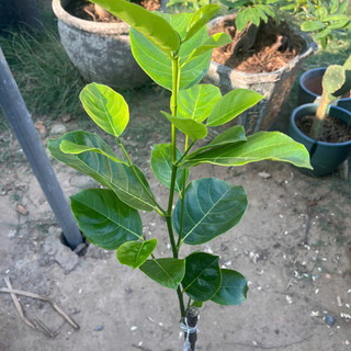 Cây Giống Mít Thái Siêu Sớm | Kim Bio Farm | Cao 60cm-1m, Chuẩn Giống, Dễ Trồng, Ra Trái