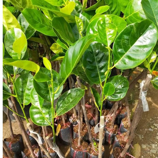 Cây Giống Mít Thái Siêu Sớm | Kim Bio Farm | Cao 60cm-1m, Chuẩn Giống, Dễ Trồng, Ra Trái