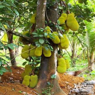 Cây Giống Mít Thái Siêu Sớm | Kim Bio Farm | Cao 60cm-1m, Chuẩn Giống, Dễ Trồng, Ra Trái