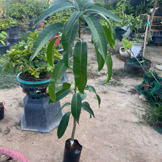 Cây Giống Xoài Đài Loan KimBioFarm Cao 70cm-1m, Chuẩn Giống, Dễ Trồng, Nhanh Ra Trái