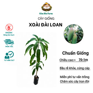 Cây Giống Xoài Đài Loan KimBioFarm Cao 70cm-1m, Chuẩn Giống, Dễ Trồng, Nhanh Ra Trái