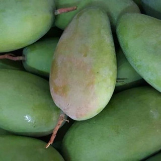 Cây Giống Xoài Đài Loan KimBioFarm Cao 70cm-1m, Chuẩn Giống, Dễ Trồng, Nhanh Ra Trái