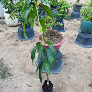 Cây Giống Xoài Đài Loan KimBioFarm Cao 70cm-1m, Chuẩn Giống, Dễ Trồng, Nhanh Ra Trái