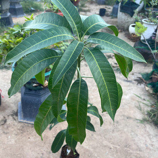 Cây Giống Xoài Đài Loan KimBioFarm Cao 70cm-1m, Chuẩn Giống, Dễ Trồng, Nhanh Ra Trái