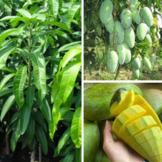 Cây Giống Xoài Đài Loan KimBioFarm Cao 70cm-1m, Chuẩn Giống, Dễ Trồng, Nhanh Ra Trái