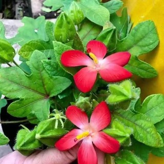 20 hạt giống Sâm Bố chính F1