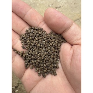 20 hạt giống Sâm Bố chính F1