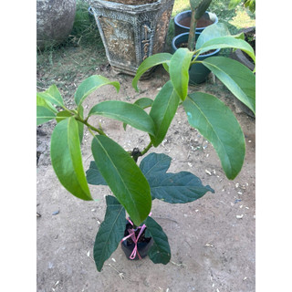 Cây Giống Bơ Sáp Lùn Thanh Sơn Kim Bio Farm | Dễ Trồng, Nhanh Ra Trái, Giống Chuẩn