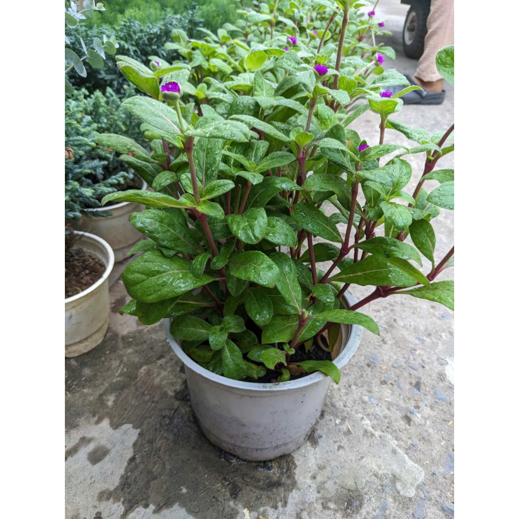 Cây Nở Ngày Đất Thuần Chậu 30-40cm Siêu Khỏe | Cây Thảo Mộc Dân Gian Hoa Trắng Độc Lạ Trồng Ban Công, Sân Vườn Dễ Chăm
