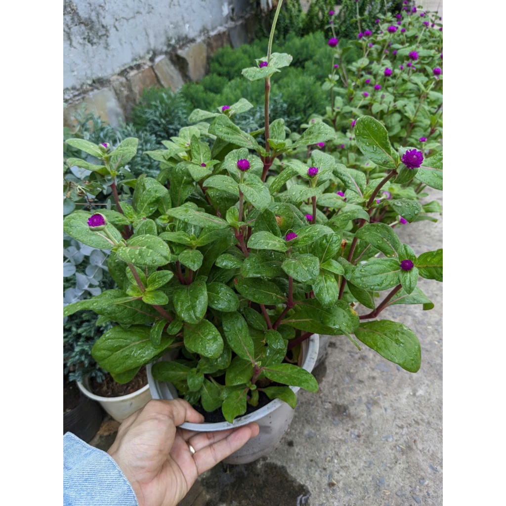 Cây Nở Ngày Đất Thuần Chậu 30-40cm Siêu Khỏe | Cây Thảo Mộc Dân Gian Hoa Trắng Độc Lạ Trồng Ban Công, Sân Vườn Dễ Chăm