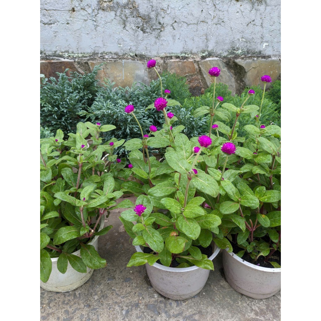 Cây Nở Ngày Đất Thuần Chậu 30-40cm Siêu Khỏe | Cây Thảo Mộc Dân Gian Hoa Trắng Độc Lạ Trồng Ban Công, Sân Vườn Dễ Chăm