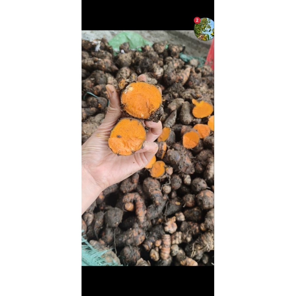 1kg Tinh bột nghệ đỏ Nam Đàn loại nguyên hạt Ds Thảo