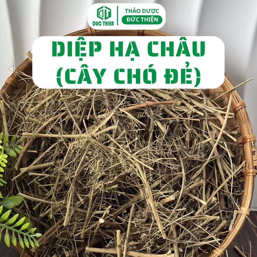 500g, 1kg Diệp Hạ Châu (Cây Chó Đẻ) Loại 1 Đức Thiện - Tốt Cho Gan, Hạ Mỡ Máu, Thông Huyết, Sáng Da