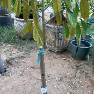 Cây Giống Sầu Riêng Ri6 Kimbiofarm Cao 70cm–1m – Chuẩn Giống, Dễ Trồng, Sinh Trưởng Khỏe
