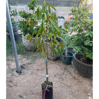 Cây Giống Sầu Riêng Ri6 Kimbiofarm Cao 70cm–1m – Chuẩn Giống, Dễ Trồng, Sinh Trưởng Khỏe