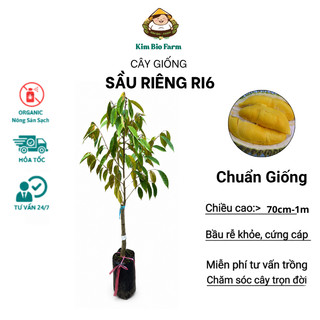 Cây Giống Sầu Riêng Ri6 Kimbiofarm Cao 70cm–1m – Chuẩn Giống, Dễ Trồng, Sinh Trưởng Khỏe